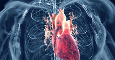 Quisque venenatis mi at