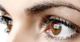 Nullam euismod commodo